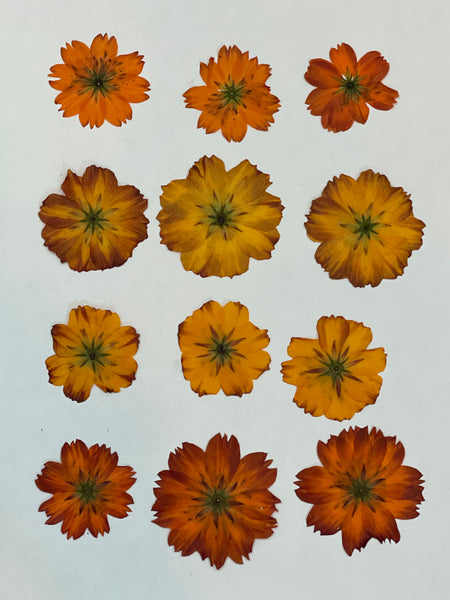 Natural Dye supplies - Cosmos flowers for eco printing+ bundle dyeing