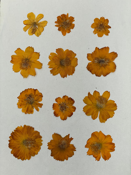 Pressed Cosmos flowers for eco + bundle printing
