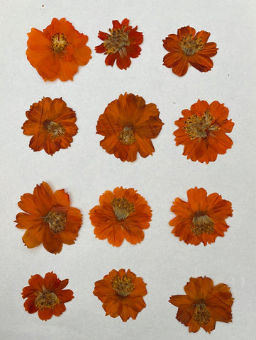 Pressed Cosmos flowers for eco + bundle printing